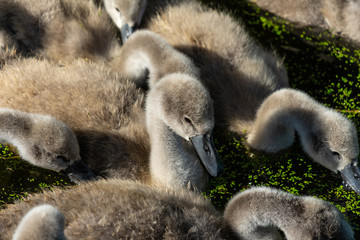 Nestlings of the mute swan (Cygnus olor), close-up.