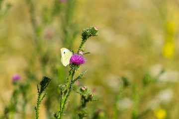 Butterfly on the flower Arctium lappa.