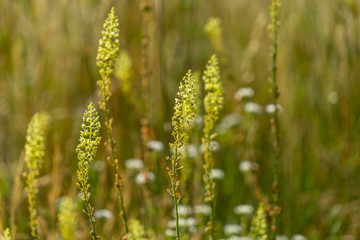 Fototapeta premium Blooming wild Allium vineale in nature.