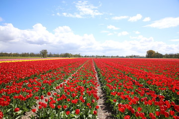 Fototapeta na wymiar Flower fields in Lisse, Netherlands