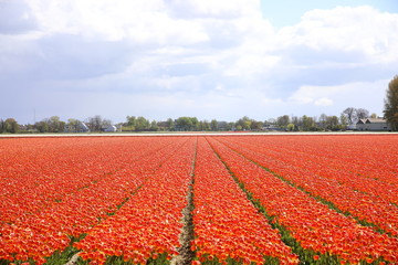 Flower fields in Lisse, Netherlands