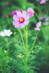 cosmos field in winter
