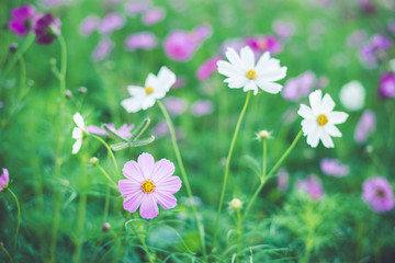 cosmos field in winter