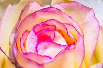 Obraz na płótnie Canvas The Beautiful Rose