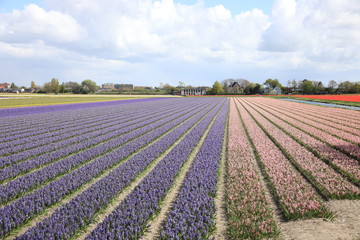 Fototapeta na wymiar Flower fields in Lisse, Netherlands