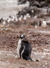 Naklejka premium Molting Gentoo Penguin Chick