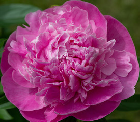 Pink Peony Closeup