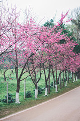 Fototapeta premium Sakura blossom in winter