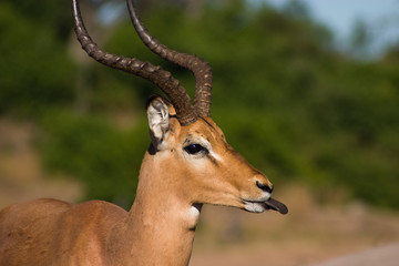 Cheeky Impala