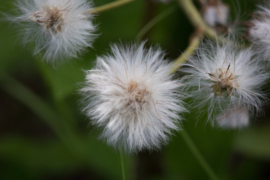 Alaskan Cotton Grass