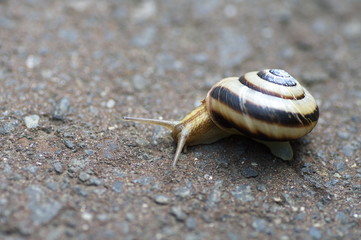 蝸牛