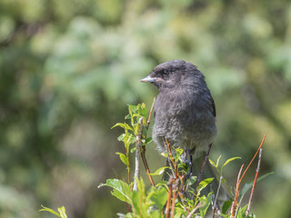 Juvenile Gray Jay, Grey Jay, Whisky Jack