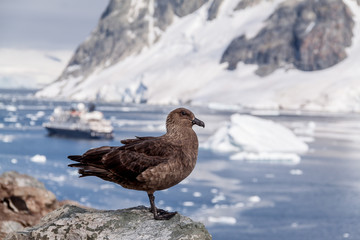 Skadoo admiring the view