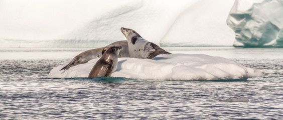 Weddell Seals at play
