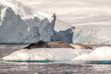 Weddell Seals resting
