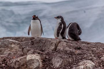 Trio of penguins