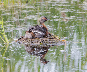 Horned Grebe with a Chick