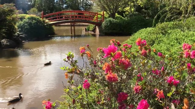 Tilt Reveal of Japanese Bridge with Roses