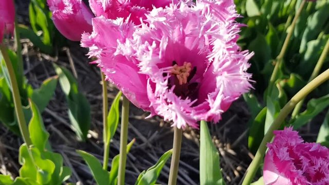 Vivid pink tulip of Holland.
Location: The Netherlands