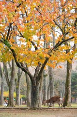 Wild sika deer in Autumn in Nara Park, Japan 