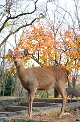 Wild sika deer in Autumn in Nara Park, Japan 