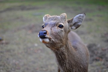 Wild sika deer in Autumn in Nara Park, Japan 