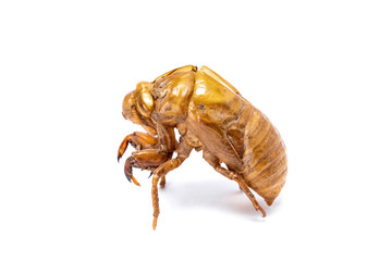 Insect life cycle, Moult of Cicada isolated on white background