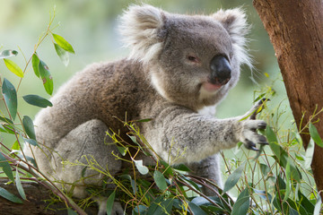 Koala Reaching for More Leaves