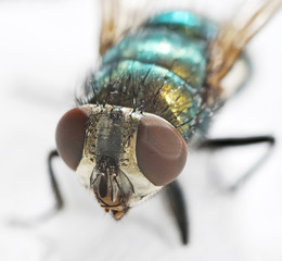 Extreme sharp and detailed study of fly head stacked