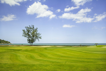 The Green Grass and Tree With Blue Sky