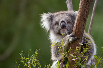 Koala Looking at Camera