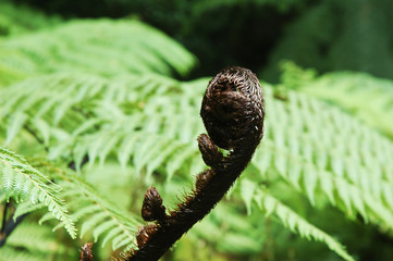 A close-up shot of the curled frond of a fern. It is brown, and surrounded by green leaves.