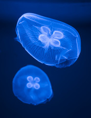 blue jellyfish with blue water sea background