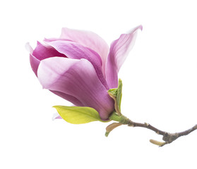 Obraz premium Pink magnolia flowers isolated on white background