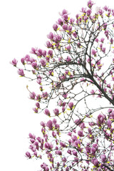 Obraz na płótnie Canvas Pink magnolia flowers isolated on white background