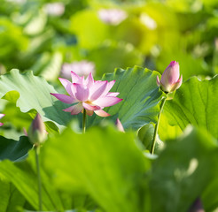 Obraz premium blooming lotus flower