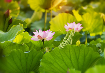 blooming lotus flower