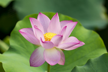 Blooming lotus or waterlilly flower in the pond