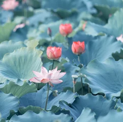 Peel and stick wall murals Lotusflower Blooming lotus or waterlilly flower in the pond