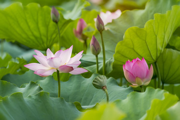 Blooming lotus or waterlilly flower in the pond