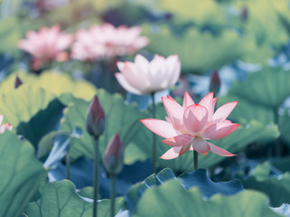 Blooming lotus or waterlilly flower in the pond