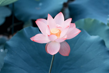 Blooming lotus or waterlilly flower in the pond