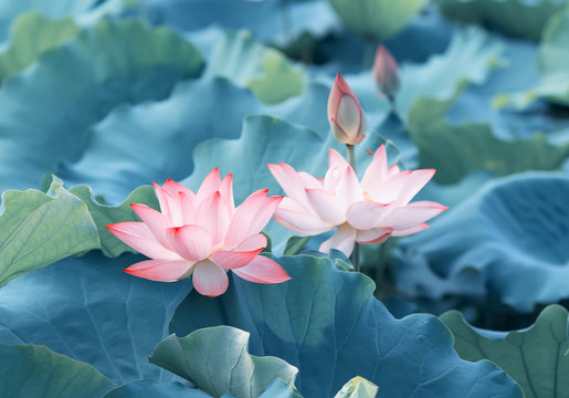 Fototapeta Blooming lotus or waterlilly flower in the pond