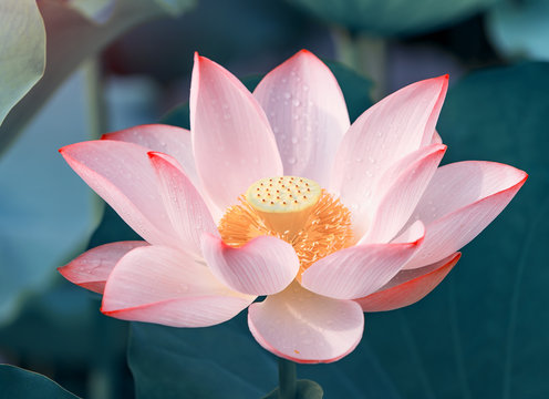 Fototapeta Blooming lotus or waterlilly flower in the pond