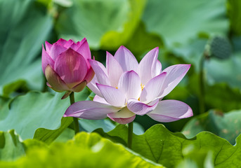 Blooming lotus or waterlilly flower in the pond