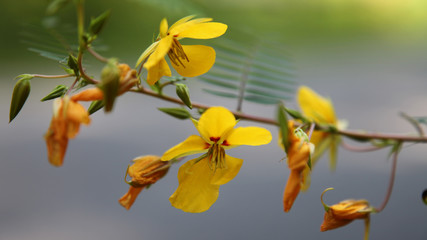 Fototapeta premium Yellow Flowers