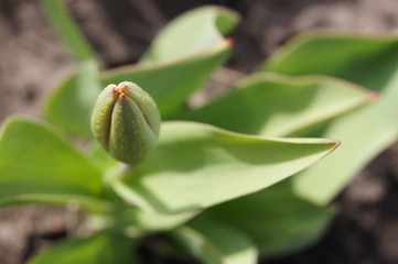 Tulip