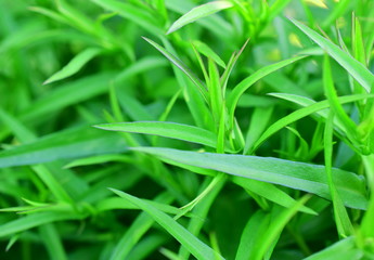 Long and green the leaves of the plant. Macro. Closeup.