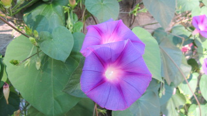 Цветы Ипомея-граммофончики