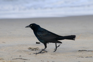 Grackle on the Beach